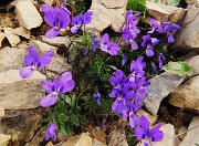 14 Viola dubyana- Viola di Duby